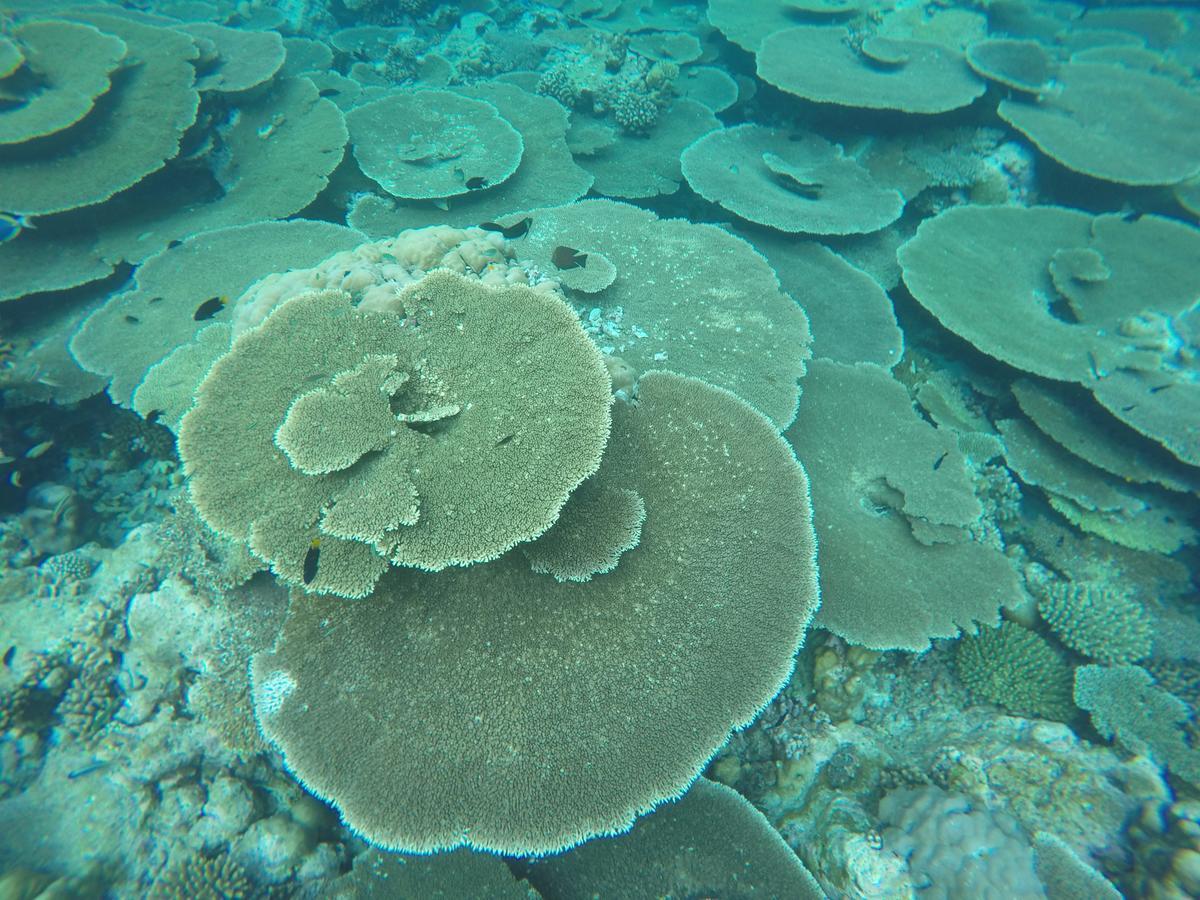 Noomuraka Inn Omadhoo Екстериор снимка