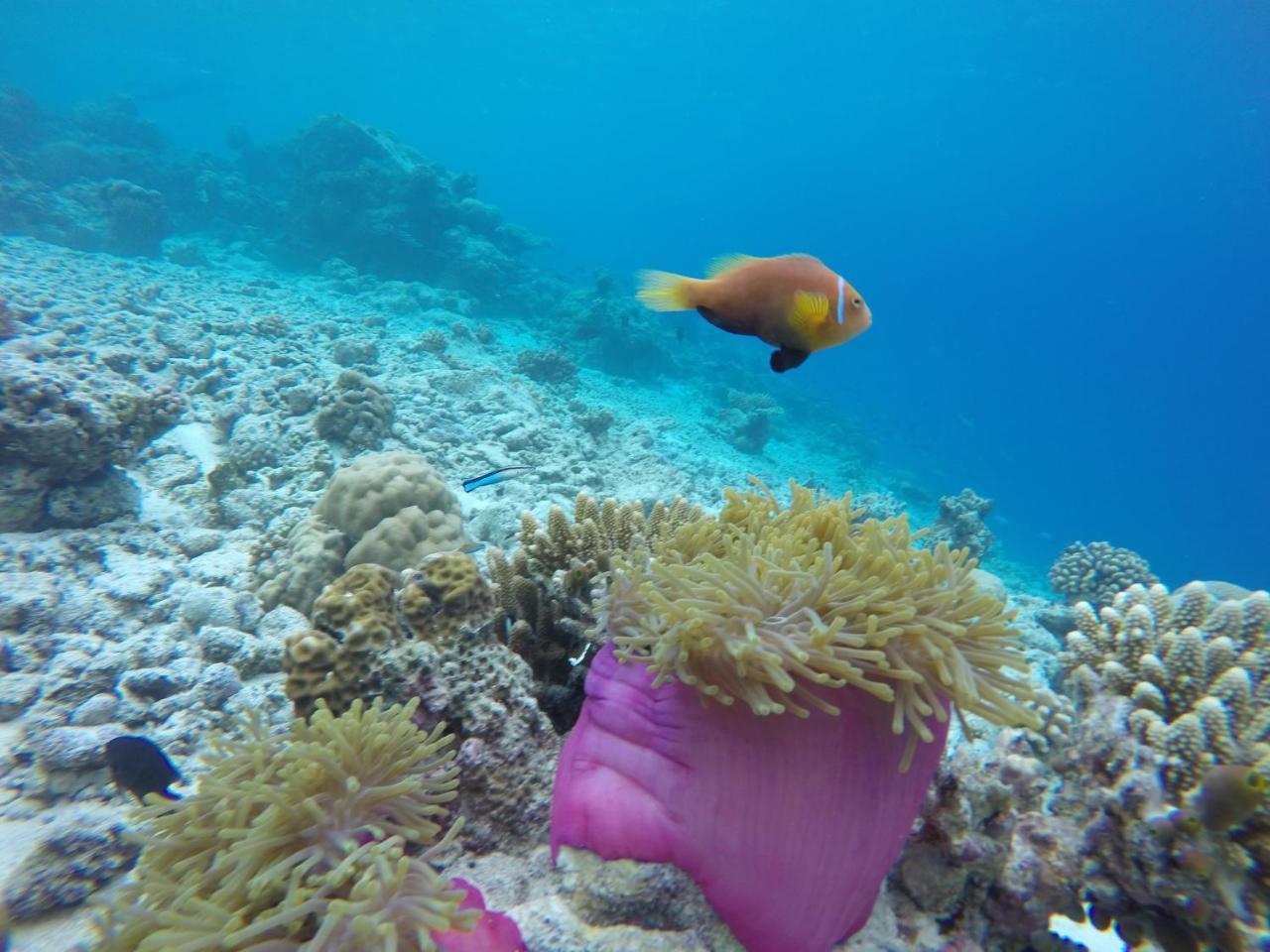 Noomuraka Inn Omadhoo Екстериор снимка